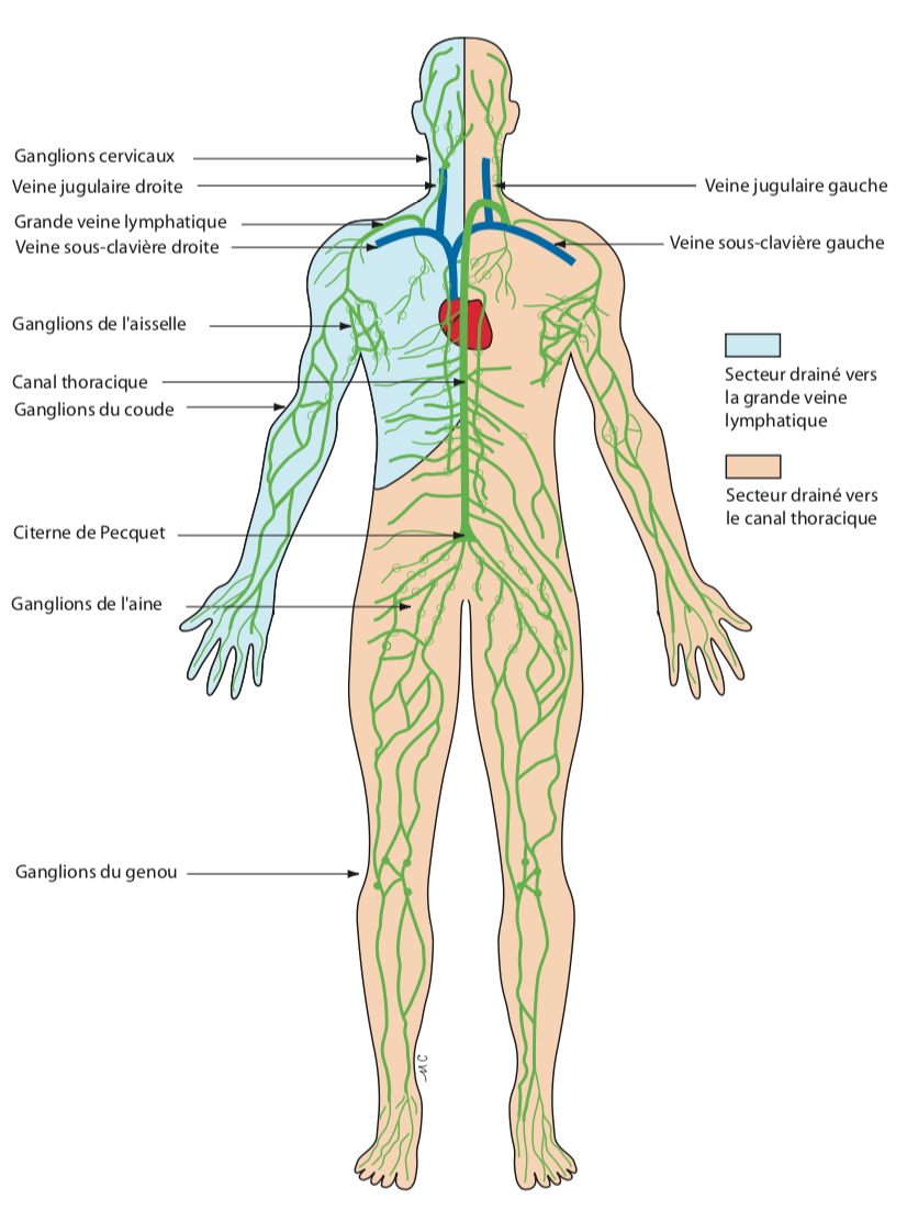 Système lymphatique